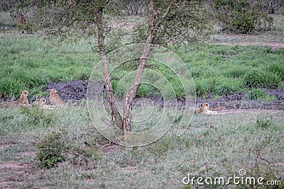 Four Cheetahs hiding in a drainage line Stock Photo