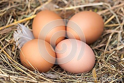 Four chicken eggs lying in the nest of straw Stock Photo