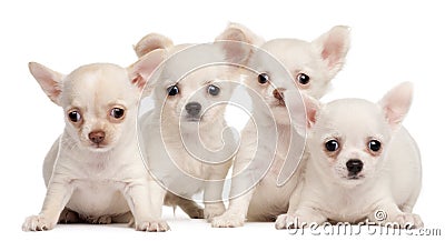 Four Chihuahua puppies, 2 months old Stock Photo