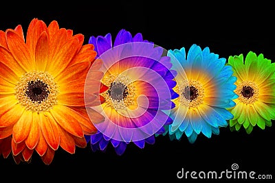 Four colorful gerberas on black background Stock Photo