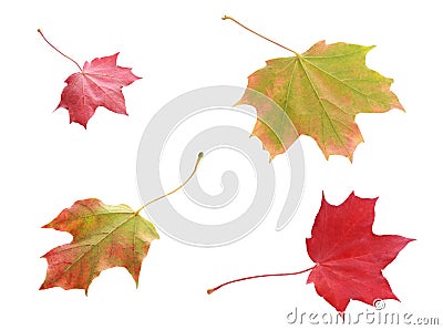 Four colorful variegated autumn leaves Stock Photo