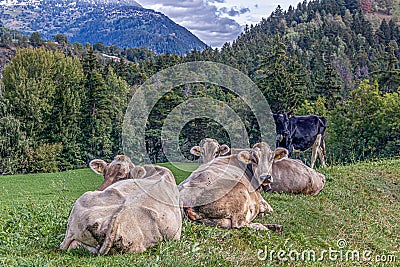 Four cows laying on meadow in Grengiols, Switzerland. Famous Brown Swiss cattle with cowbell. Swiss brown cattle. American Brown Stock Photo