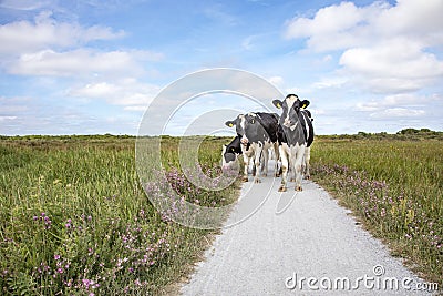 Four cows stroll along a path with purple flowers on either side on a summer day on the island of Schiermonnikoog Stock Photo