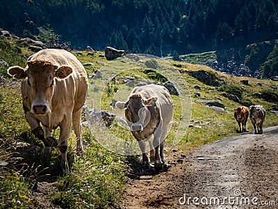 Four cows walking along a road heading to the valley of the Aragonese Pyrenees to graze Stock Photo