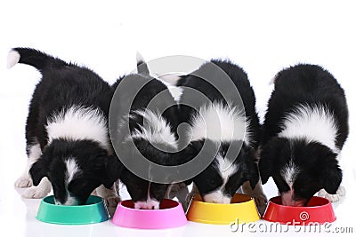 Four cute border collie puppies in a row Stock Photo