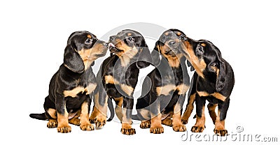 Four cute lovely puppies breed Slovakian Hund Stock Photo