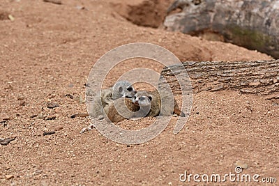 Four cute Meerkat Babies are looking around Stock Photo