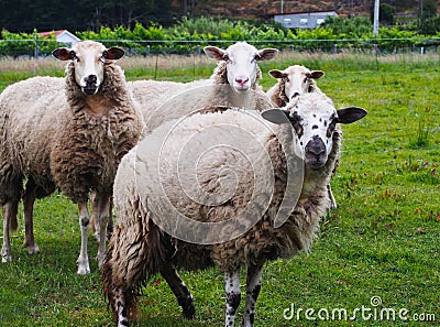 Four cute sheeps on green grass Stock Photo