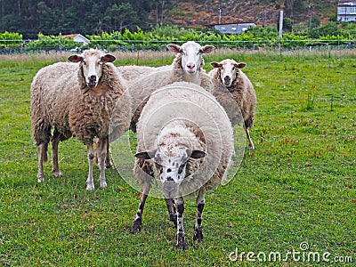 Four cute sheeps on green grass Stock Photo