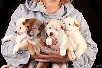 Four cute Shiba inu puppies in the hands of a breeder Stock Photo