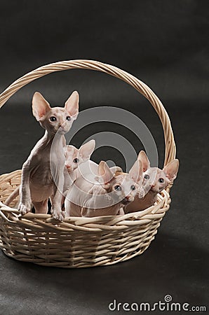 Four cute sphynx kitten Stock Photo