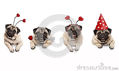 Four cute Valentine love pug puppy dogs, with hearts, hanging on white banner Stock Photo