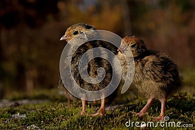 Four days old quail, Coturnix japonica.....photographed in nature Stock Photo