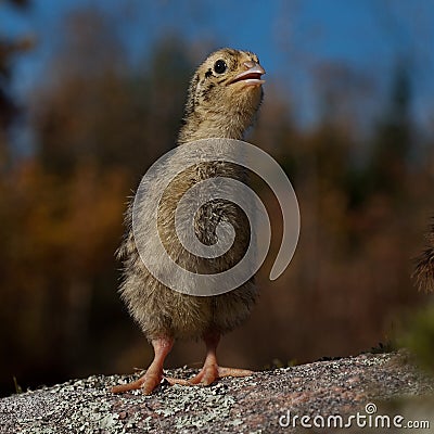 Four days old quail, Coturnix japonica.....photographed in nature Stock Photo