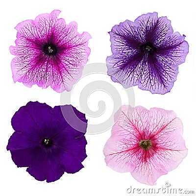 Four different petunia flowers isolated on white background. Stock Photo