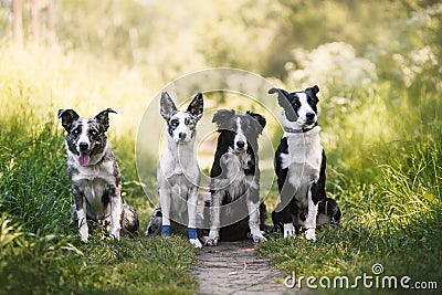 Four dogs border collie in summer Stock Photo