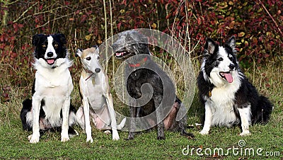 Four dogs (collies whippet lurcher) Stock Photo