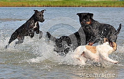 Four dogs play happy in the water Stock Photo