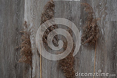 Four dry fluffy blades of grass lie on the wood floor. Stock Photo