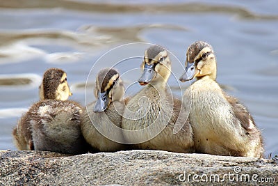 Four Ducklings Stock Photo