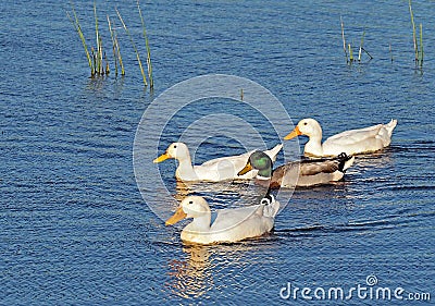 Four ducks on a pond Stock Photo