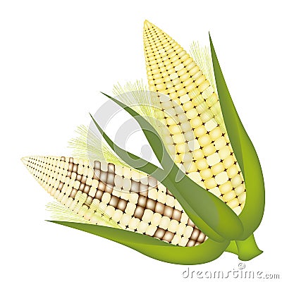 Four Ears of Corn with Husk and Silk Vector Illustration