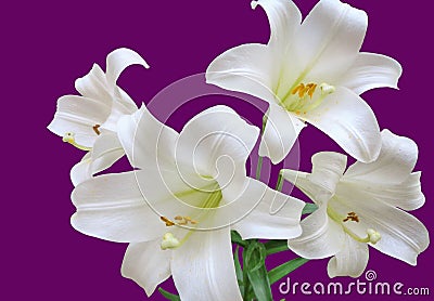 Four Easter Lilies, Lilium Longiflorum, White Trumpet Lily, Isolated on a Purple Background Stock Photo