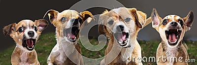 Four enthusiastically loud singing dogs Stock Photo