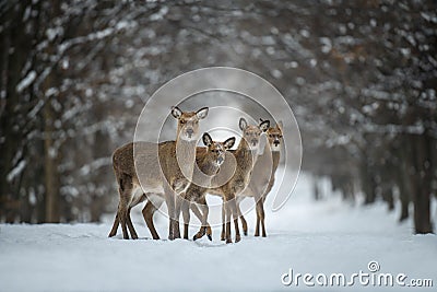 Four female deer in the winter forest. Animal in natural habitat Stock Photo