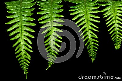 Four Fern Leaves Stock Photo