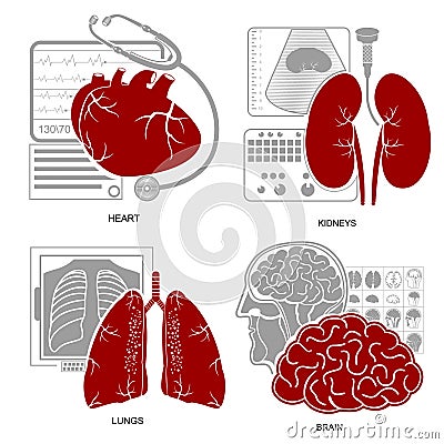 Four flat design medecine icon heart lungs brain kidneys Vector Illustration