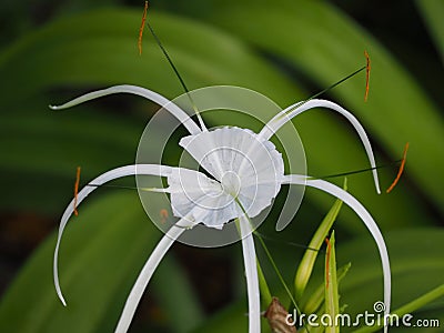 Four flowers bloom in the garden Stock Photo