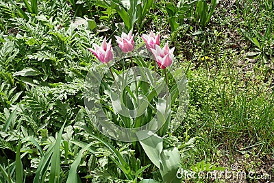 Four flowers of lily-flowered pink and white tulips Stock Photo