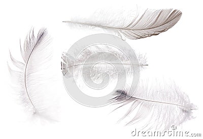 Four fluffy isolated light grey feathers Stock Photo