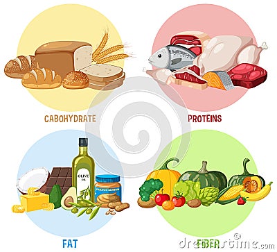 The four food groups Vector Illustration