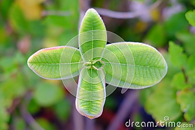 Four 4 fresh green leaves. Stock Photo