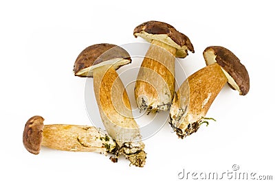 Four fresh mushroom Stock Photo