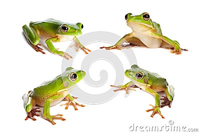 Four frogs on white Stock Photo
