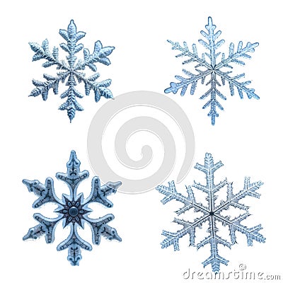 Four frozen snowflakes display intricate detail on transparent background. Macro photo shows delicate ice crystal patterns. Stock Photo
