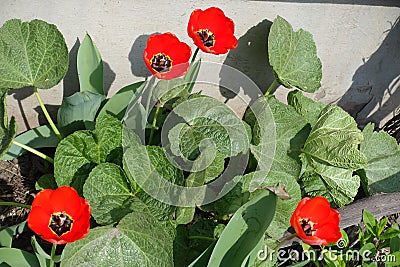 Four fully opened red tulips among burdocks Stock Photo