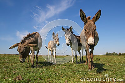 Four funny asses staring at the pasture Stock Photo