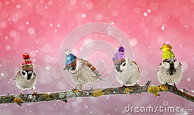 Four funny birds Sparrow sitting on a branch in winter Christmas Stock Photo