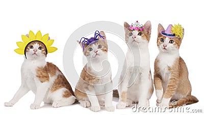 Four funny cats with carnival hats Stock Photo