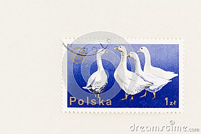 Four geese on Blue Postage Stamp Editorial Stock Photo