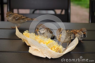 Four gray brown sparrows pecking corn in paper packaging on the wooden table outdoor, close-up. Stock Photo