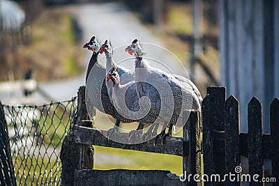 4 guinea fowl on the fence Stock Photo