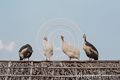 Four Guinea fowls relaxing on the rooftop Stock Photo