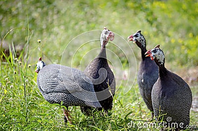 Four Helmeted guinea fowl birds Shocked showing on grass field Stock Photo