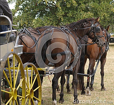 Four Horse Team Stock Photo