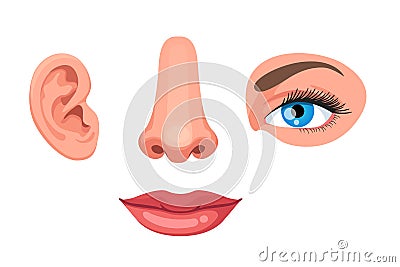 Four human face parts or sensory organs set Vector Illustration